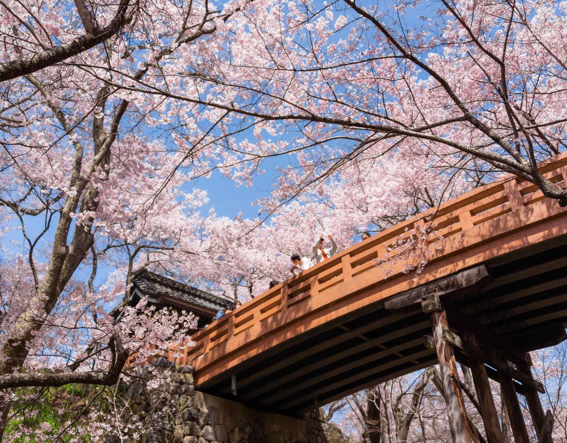 Japan Sakura 2016